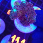 Stylophora pistillata „Milka” (129)