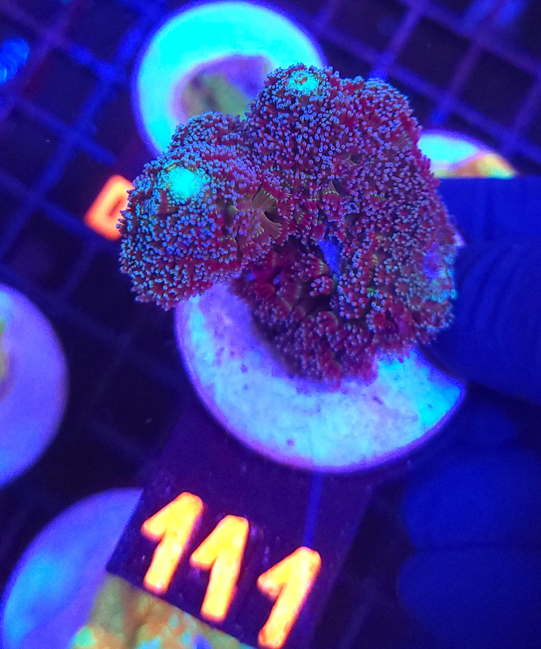 111 Stylophora pistillata „Milka” (129) - obrazek 1
