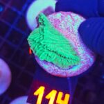 Montipora foliosa GREEN (114)
