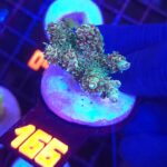 Acropora sp. (166)