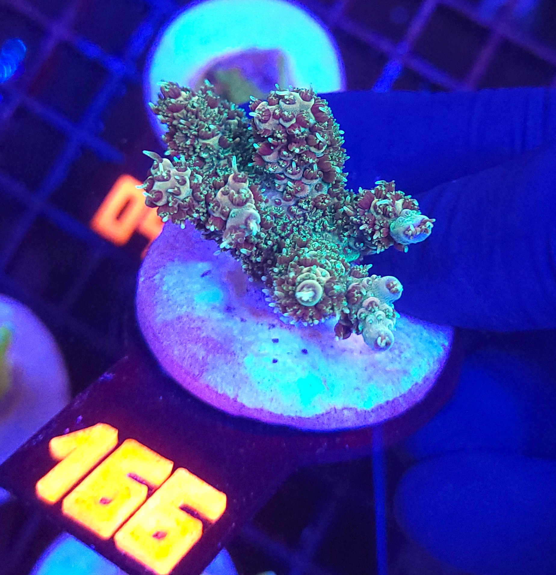 166 Acropora sp. (166) - obrazek 1