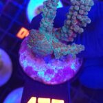 Acropora sp. (176)