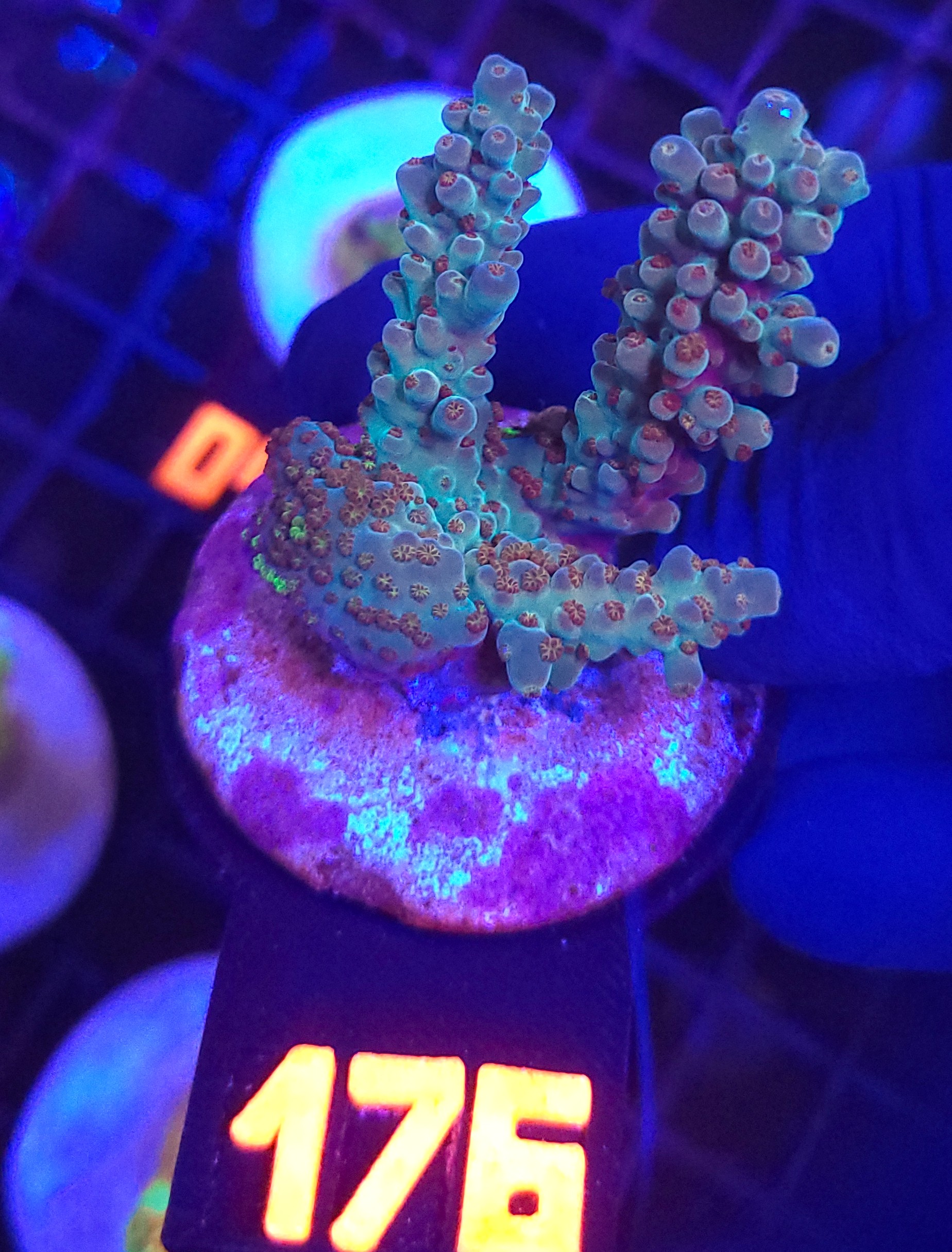 176 Acropora sp. (176) - obrazek 1