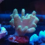 Lobophyton sp.