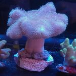 Sarcophyton sp. PINK
