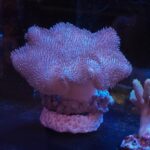 Sarcophyton sp. PINK