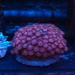 Zoanthus RED XL