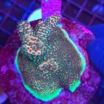 Acropora sp. (matecznik)