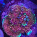 Acropora sp. (matecznik)