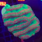 Symphyllia sp. RED/GREEN