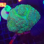 Lobophyllia hemprichii BLUE/GREEN