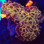 Euphyllia ancora gold 02