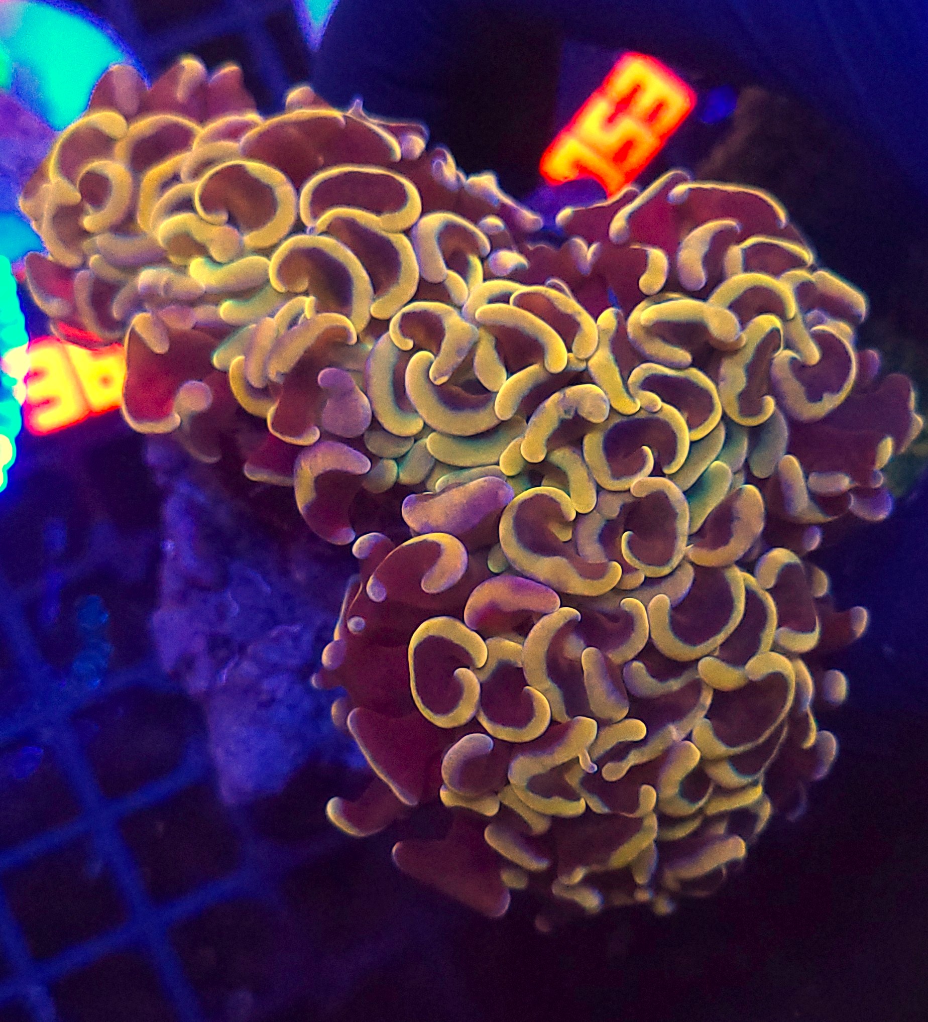 20260619_114056 Euphyllia ancora gold 02 - obrazek 1
