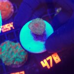 Lobophyllia corymbosa gold (478)