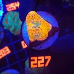 Echinophyllia RAINBOW PREMIUM (227)
