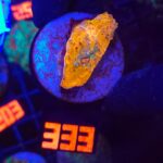 Echinophyllia RAINBOW PREMIUM (333)