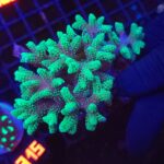Seriatopora caliendrum 01