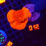 Montipora Capricornis Red (012)