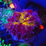 Euphyllia glabrescens "Tiger" 1 big head MEGA PREMIUM