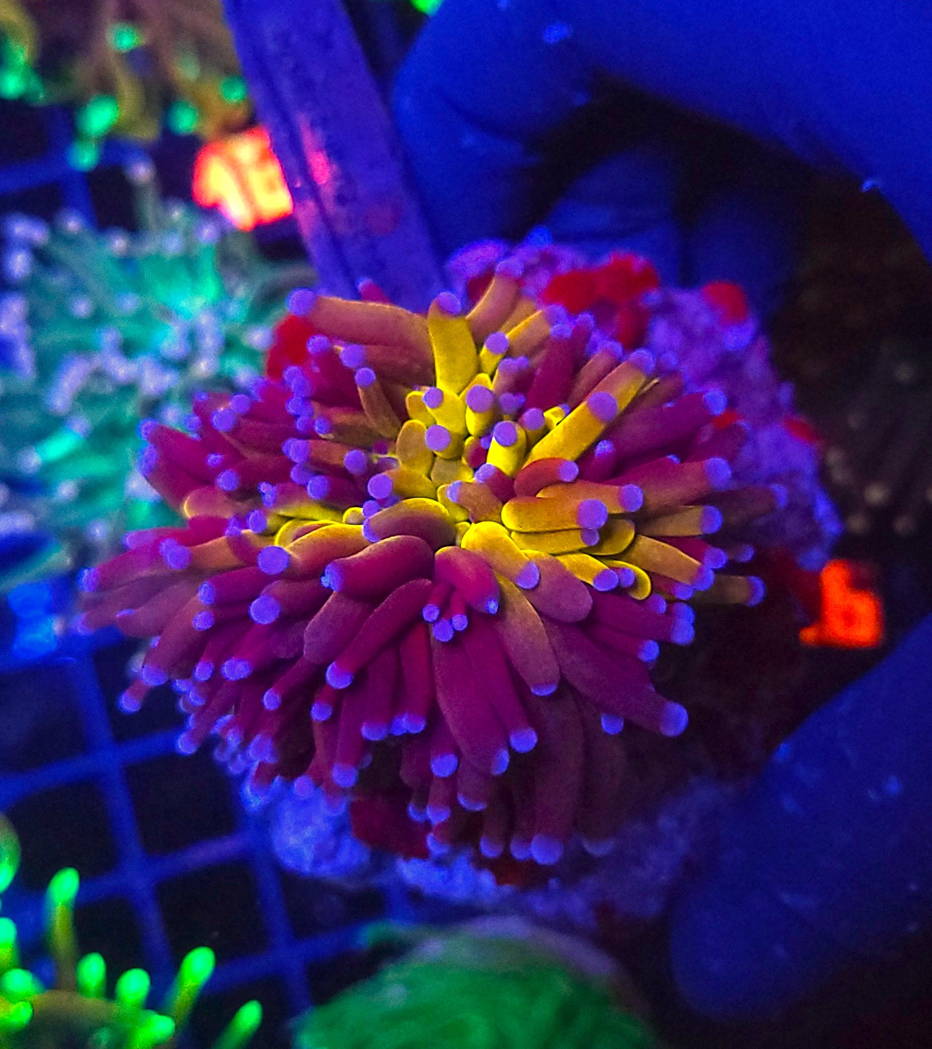 20260619_121455 Euphyllia glabrescens "Tiger" 1 big head MEGA PREMIUM - obrazek 1