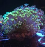 Goniopora stokesi GREEN (085) - obrazek 2