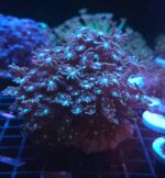 Alveopora spongiosa BLUE CENTER (313) - obrazek 2