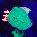Montipora foliosa GREEN (114)