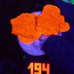 Montipora Capricornis Red (194)
