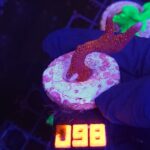 Montipora digitata red (098)