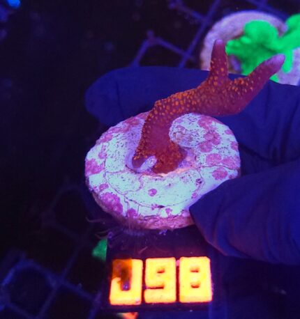 Montipora digitata red (098)