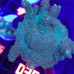 Acropora sp. (matecznik) (035)