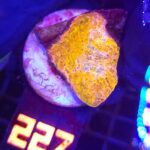 Echinophyllia RAINBOW PREMIUM (227)