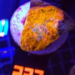 Echinophyllia RAINBOW PREMIUM (227)