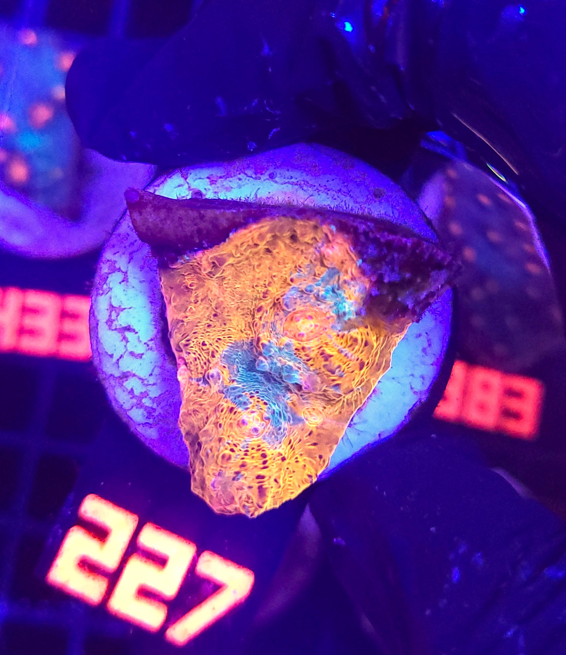 227 Echinophyllia RAINBOW PREMIUM (227) - obrazek 1