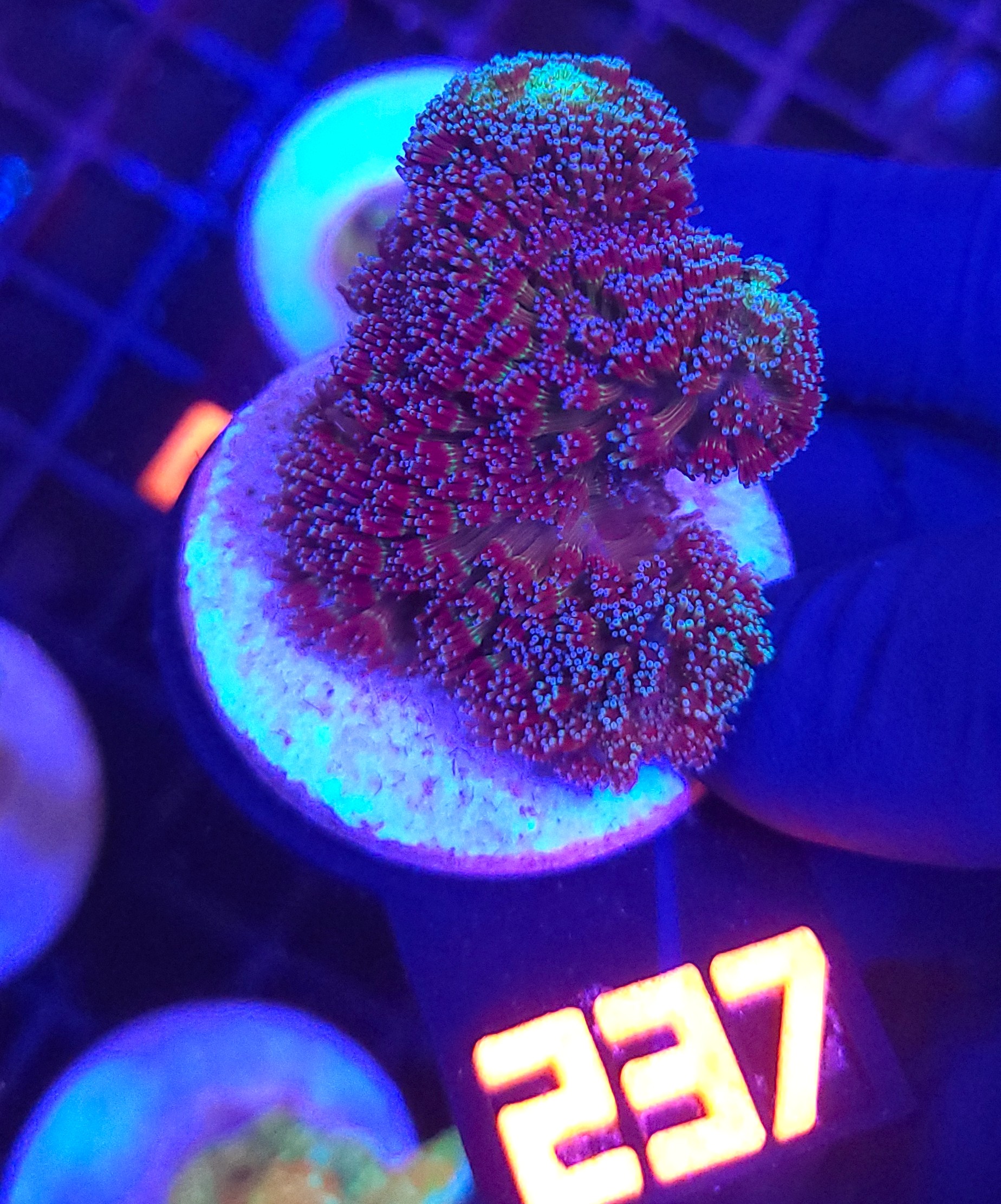 237 Stylophora pistillata „Milka” (237) - obrazek 1