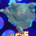 Acropora sp. (matecznik) (256)