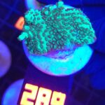 Acropora sp. GREEN (289)