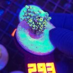Acropora sp. (393)