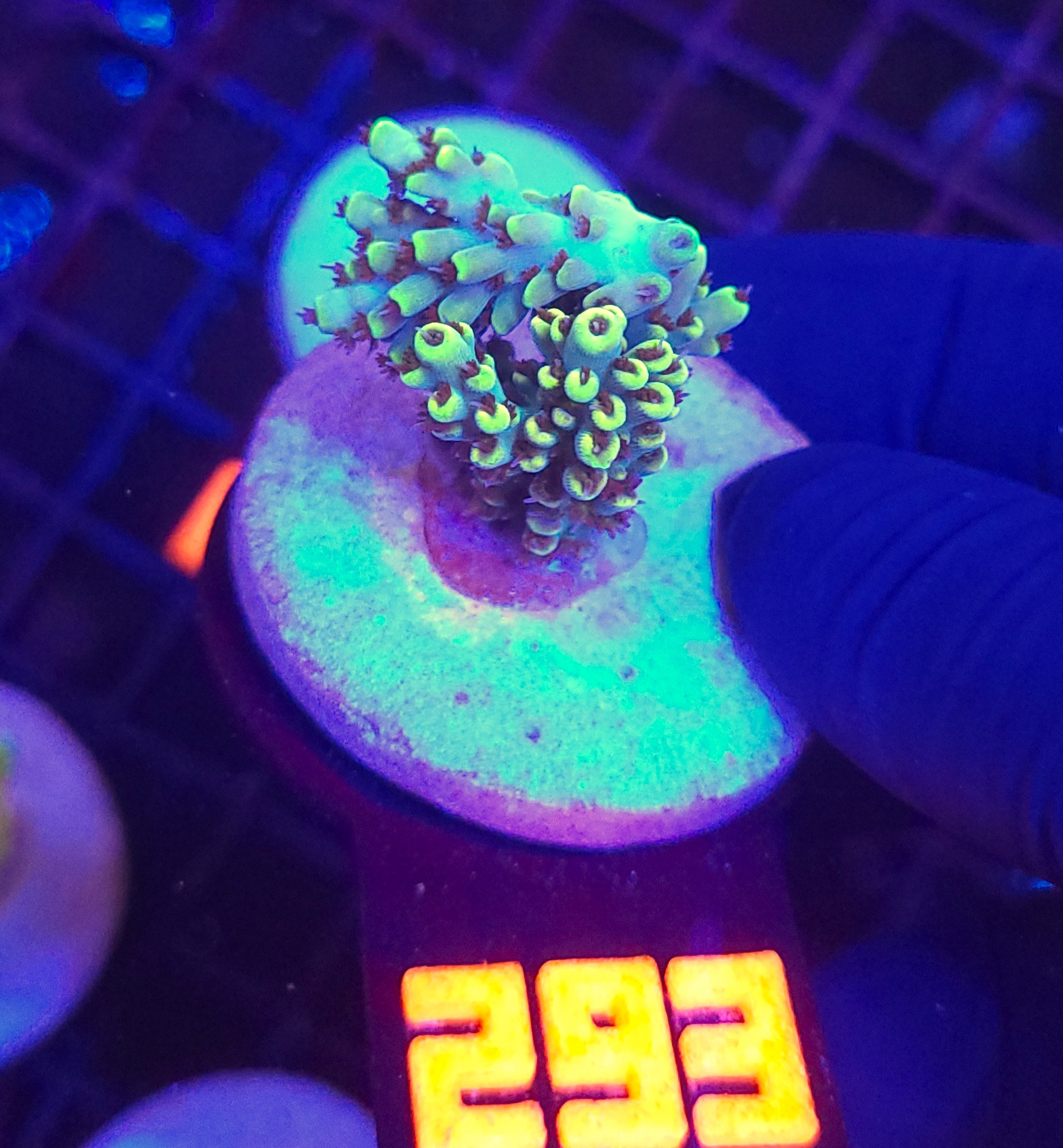 293 Acropora sp. (393) - obrazek 1