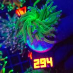 Euphyllia glabrescens toxic green 1h (294)