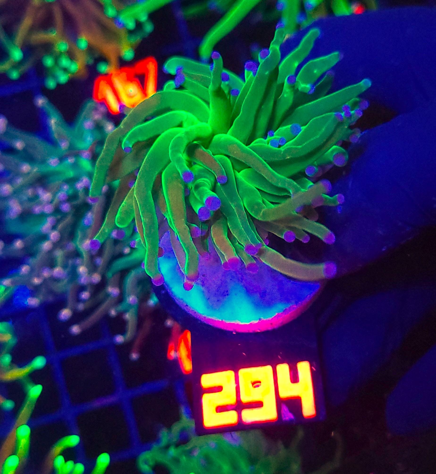 294 Euphyllia glabrescens toxic green 1h (294) - obrazek 1