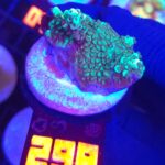 Acropora sp. GREEN (298)