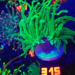 Euphyllia glabrescens toxic green 2h (315)