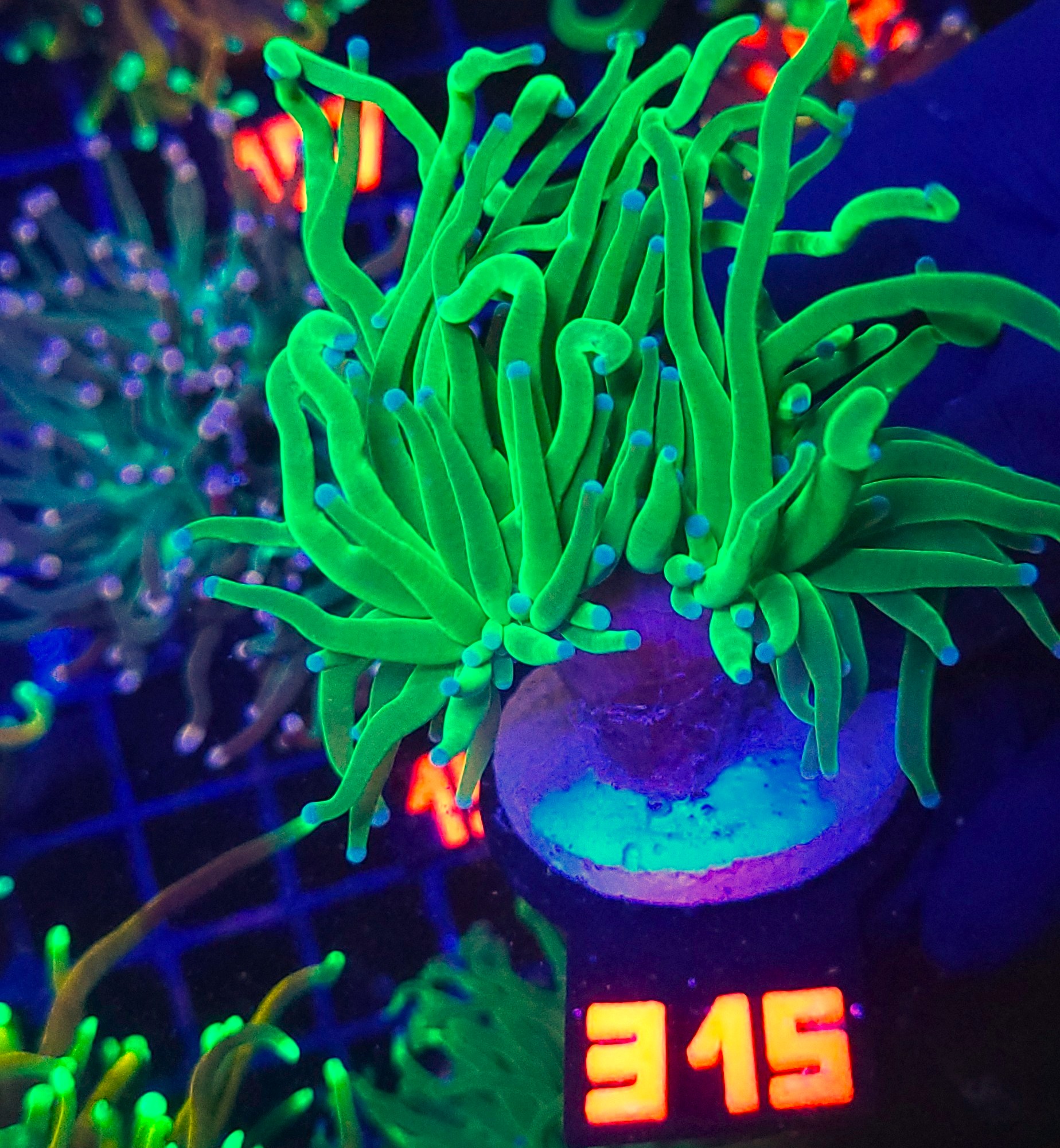 315 Euphyllia glabrescens toxic green 2h (315) - obrazek 1