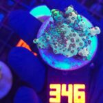 Acropora sp. (346)