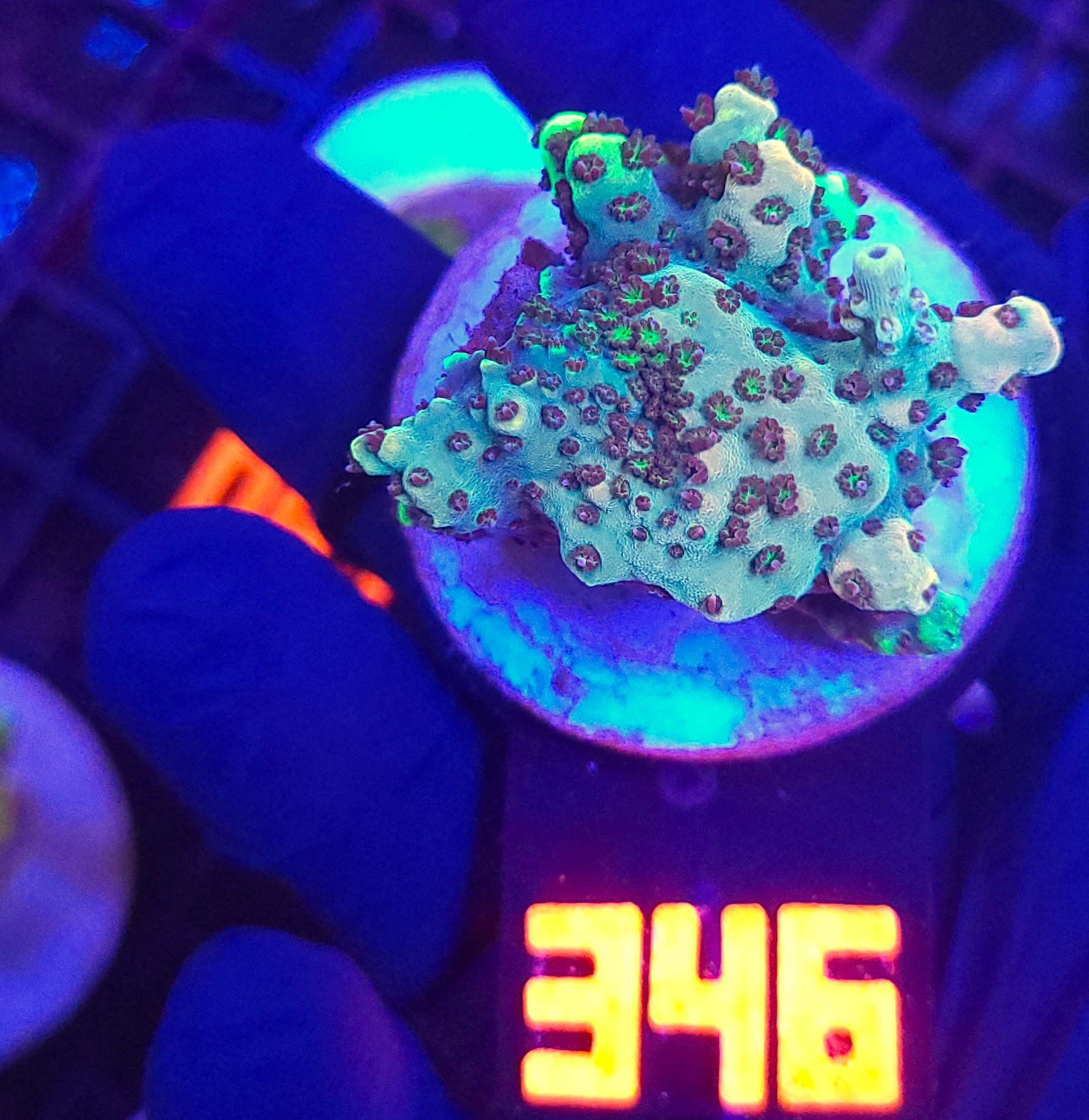346 Acropora sp. (346) - obrazek 1