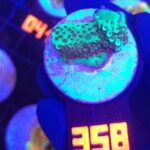 Acropora sp. GREEN (358)
