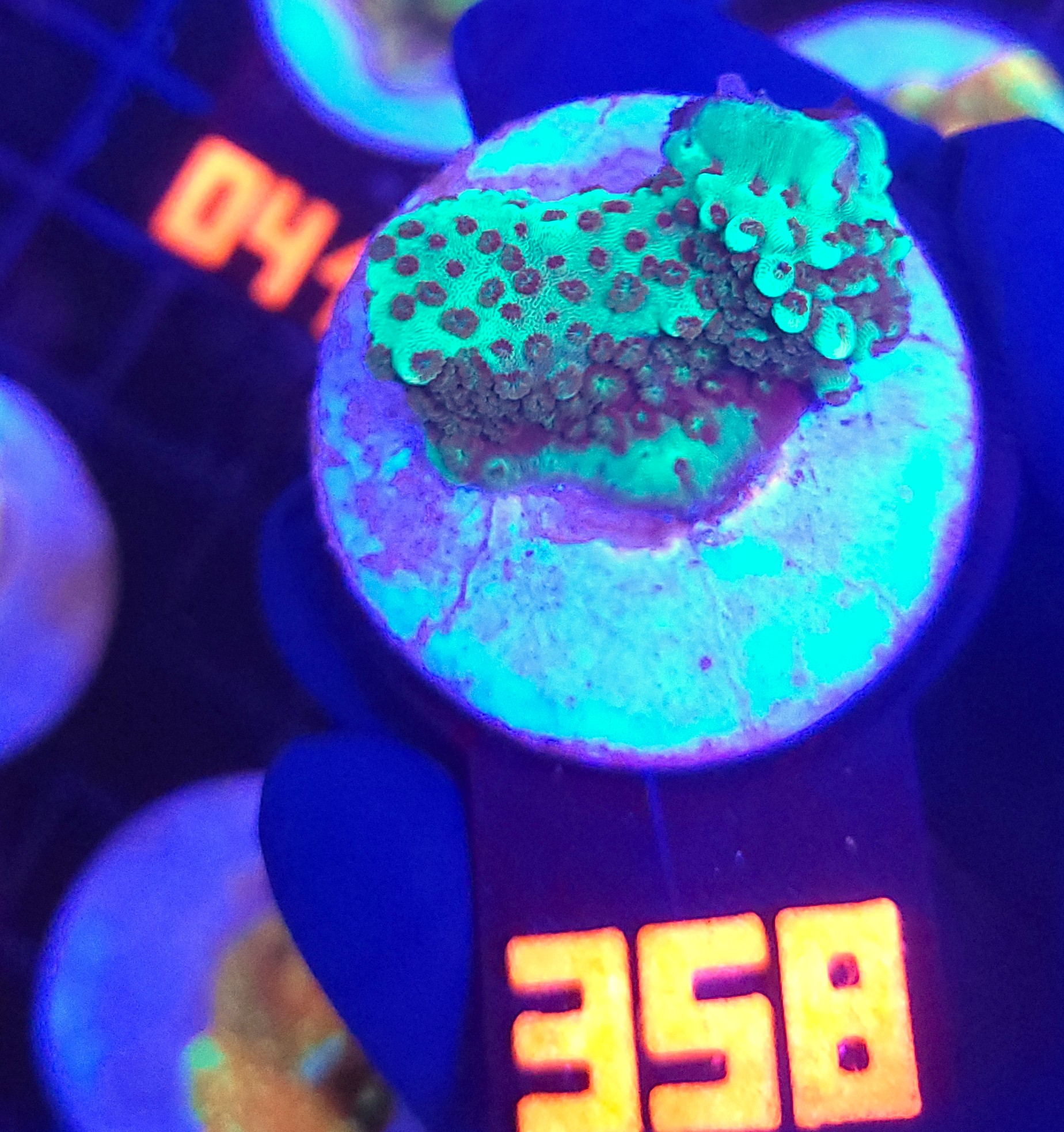 358 Acropora sp. GREEN (358) - obrazek 1