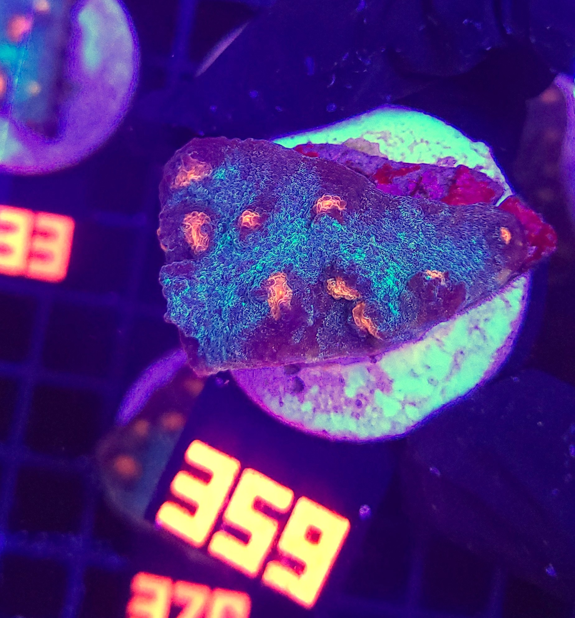 359 Mycedium elephantotus (359) - obrazek 1