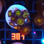 Zoanthus Nirvana Premium (381)